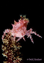 "Dancing Queen" Soft Coral Crab just dancing for me! No C... by Debi Henshaw 